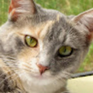 Meet your Posher, Joel